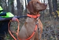 Preview: Jagdhunde Schweiß - Halsband , Hunde Schweißhalsung , Signal - Halsung mit Polsterung